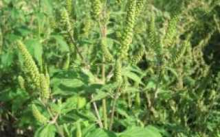 Места и время цветения амброзии: важная информация для аллергиков